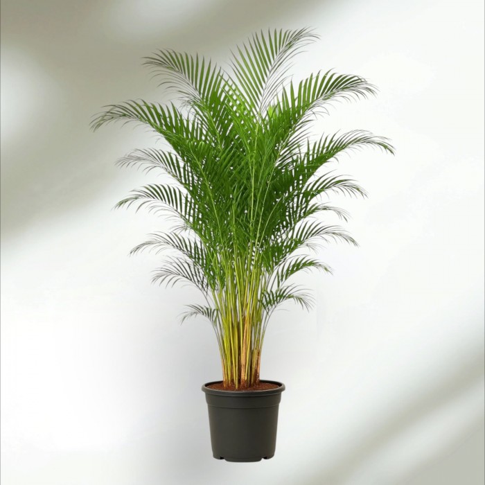 Areca